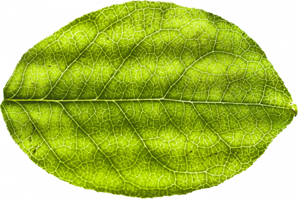 leaf